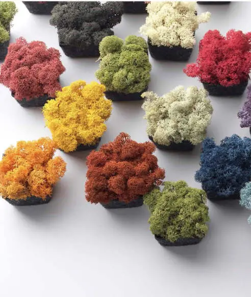 Módulos de musgo de reno en distintos colores dispuestos sobre una superficie blanca