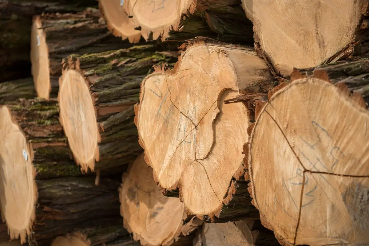 Troncos de madera apilados con las testas marcadas a mano.