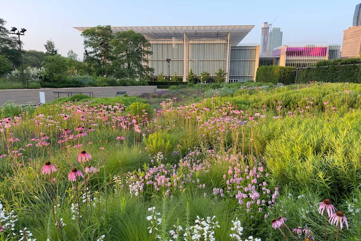 Pradera de perennes con equináceas en flor ante el ala moderna del Art Institute de Chicago.