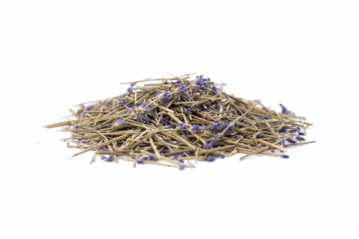 Montón de tallos de lavanda secos con flores moradas sobre fondo blanco