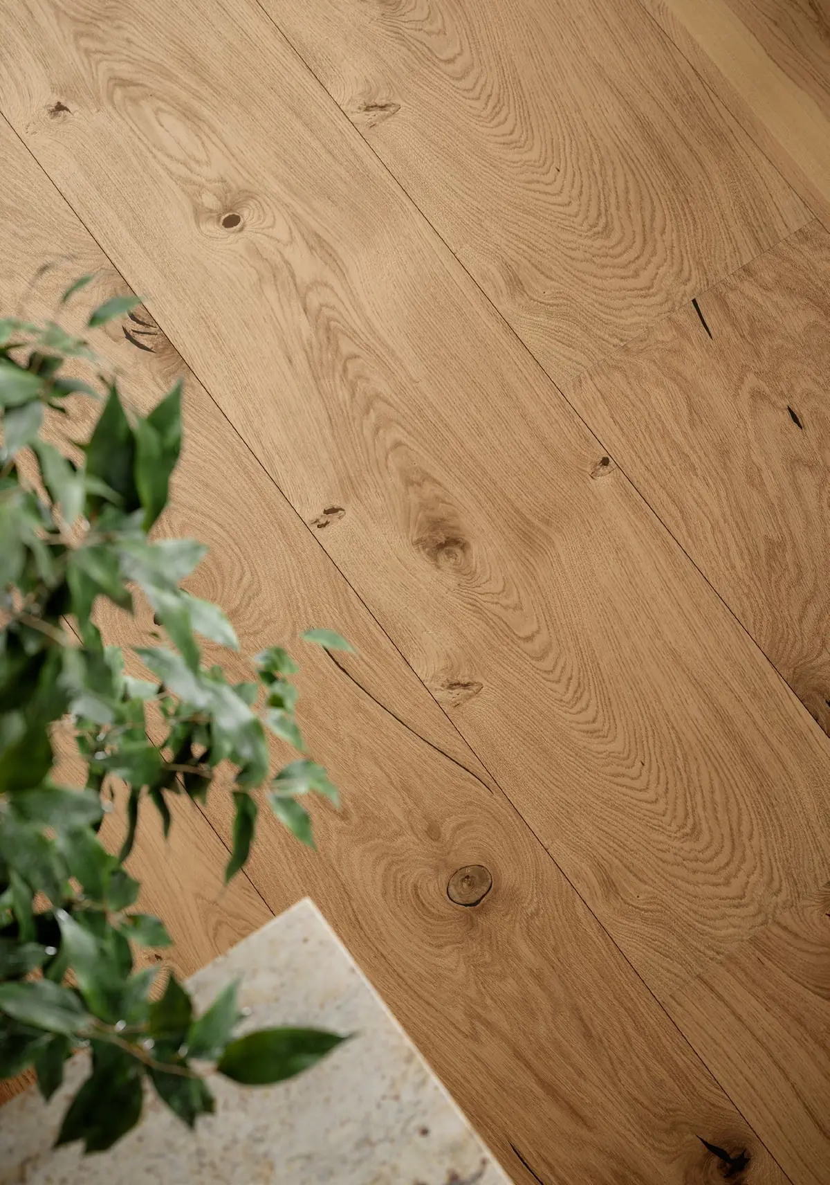 Detalle de tablones de roble con nudos y veta marcada junto a una planta