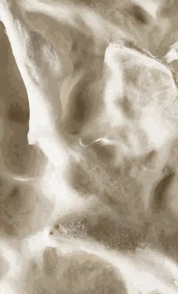 Detalle de la superficie blanca y algodonosa del micelio
