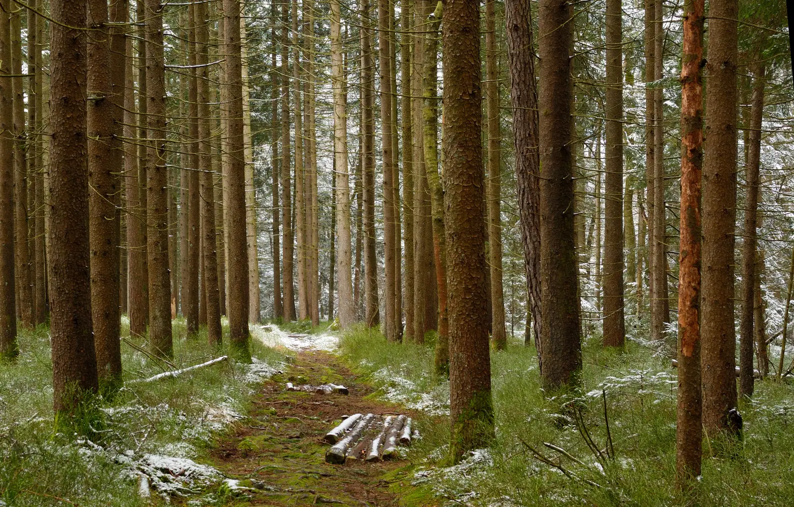 WOOD MATTERS - Research